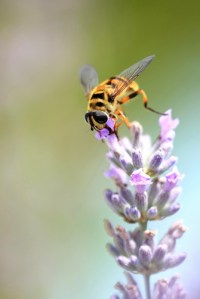 Bee on Lavender Courtesy of Denis Spycher/National Geographic