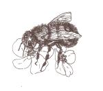 Osmia lignaria, Blue Orchard Bee