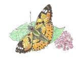 The Painted Lady, Vanessa cardui