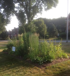 West End Garden Full Bloom